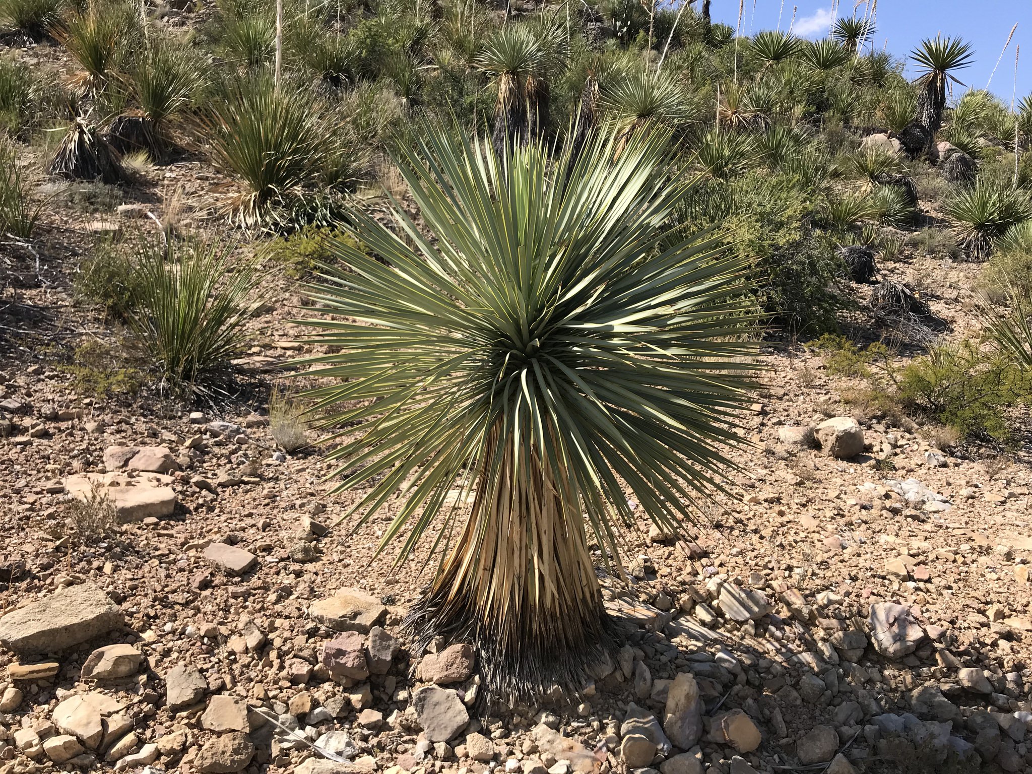 Yucca rostrata